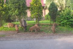 Dziki - przyroda wokół nas